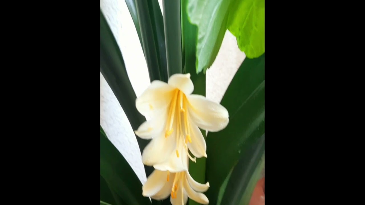 Clivia Miniata Yellow 💛 