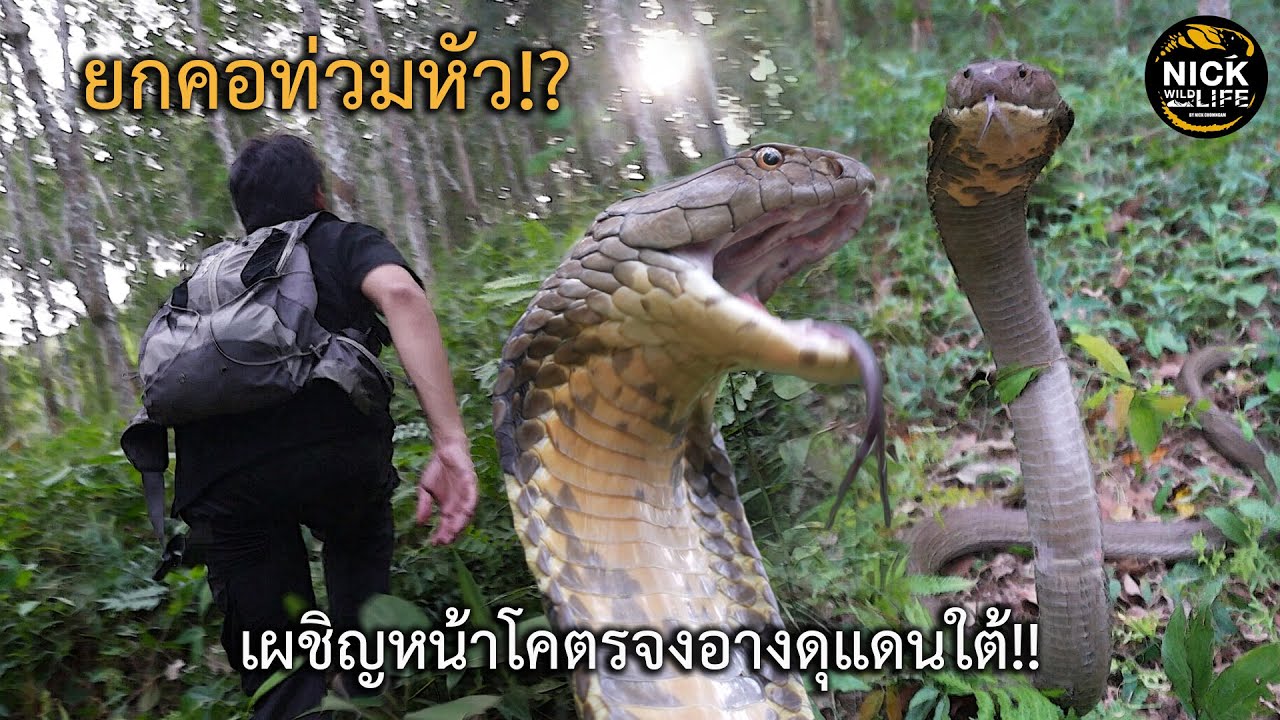 ลุยดิบ EP.60 แผ่แม่เบี้ยท่วมหัว!? เผชิญหน้าโคตรจงอางดุแดนใต้!!