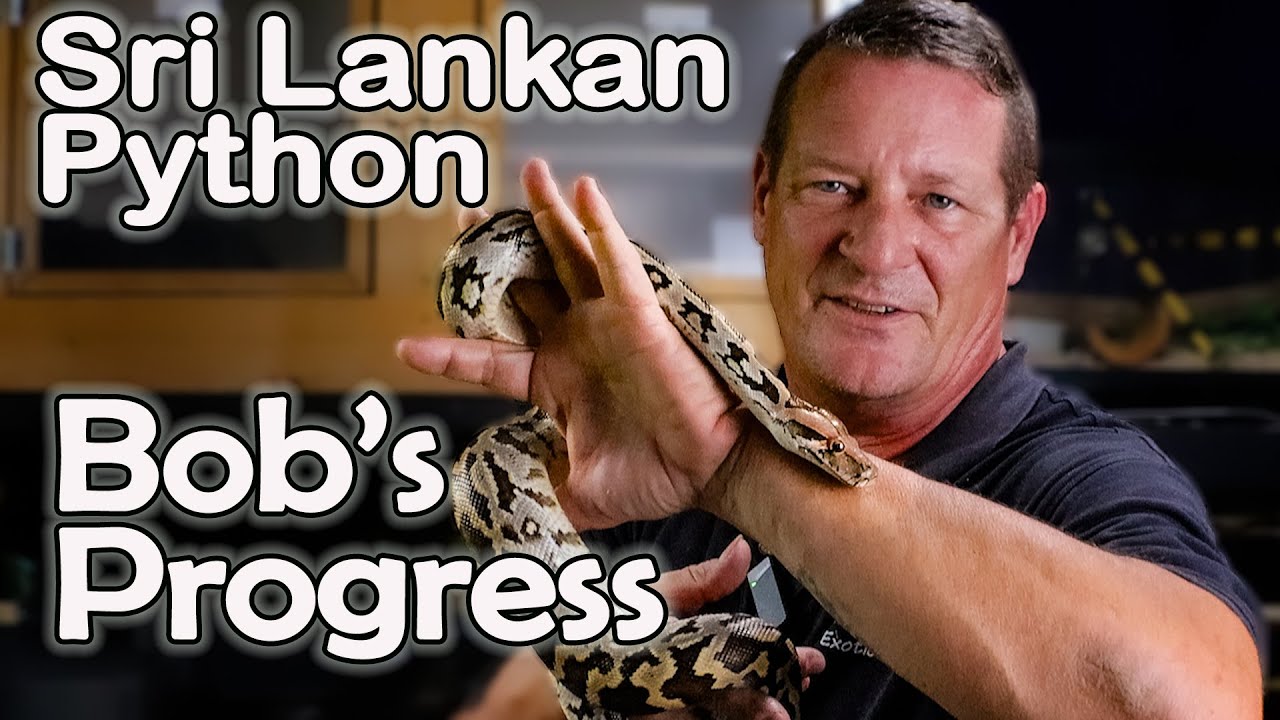 Sri Lankan Python - Silent Bob's Journey Continues