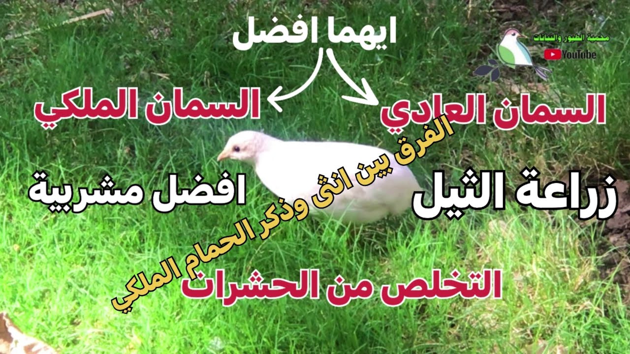 محمية طيور ونباتاتنوع المشربيةالفرق بين ذكر وانثى الحمام الملكي القضاء على الحشرات السمان الملكي(138