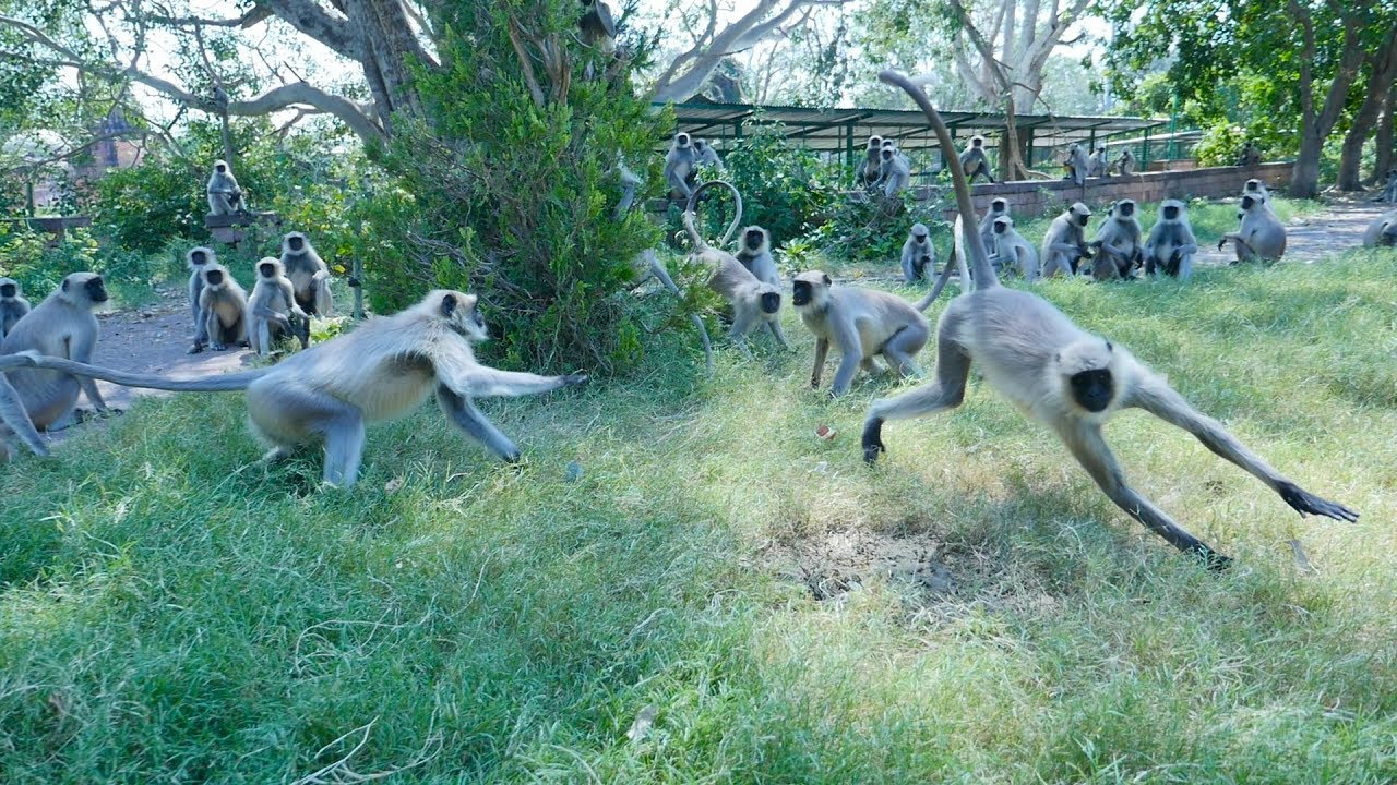 बंदरो का महा दंगल || Monkey Fight Funny Video || Monkeys Playing in Group || Langur Bandar Funny