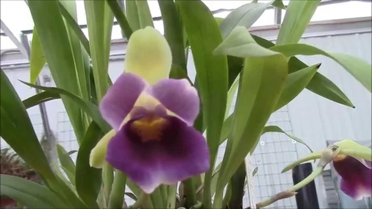 Cochleanthes discolor