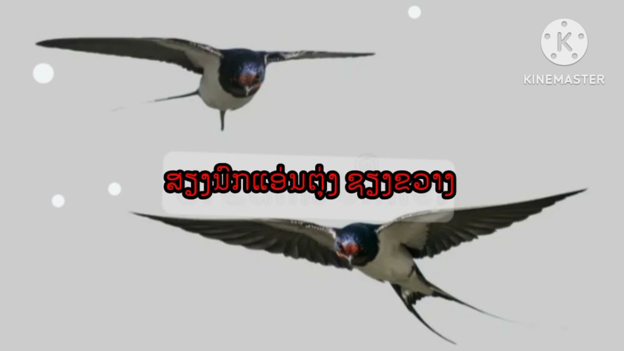 ສຽງນົກແອ່ນ ສຳລັບຕໍ່ 100%