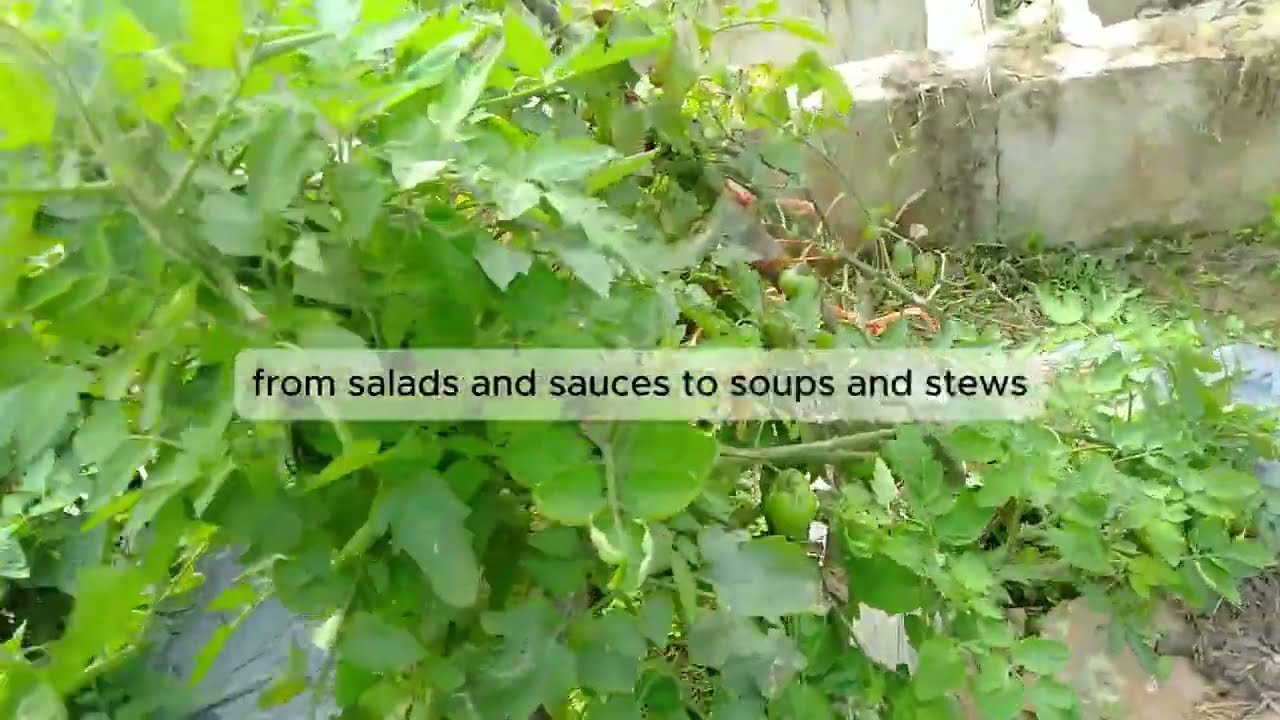 Utforska Tomatodlingen 🌱 Naturens R&ouml;da F&auml;gring