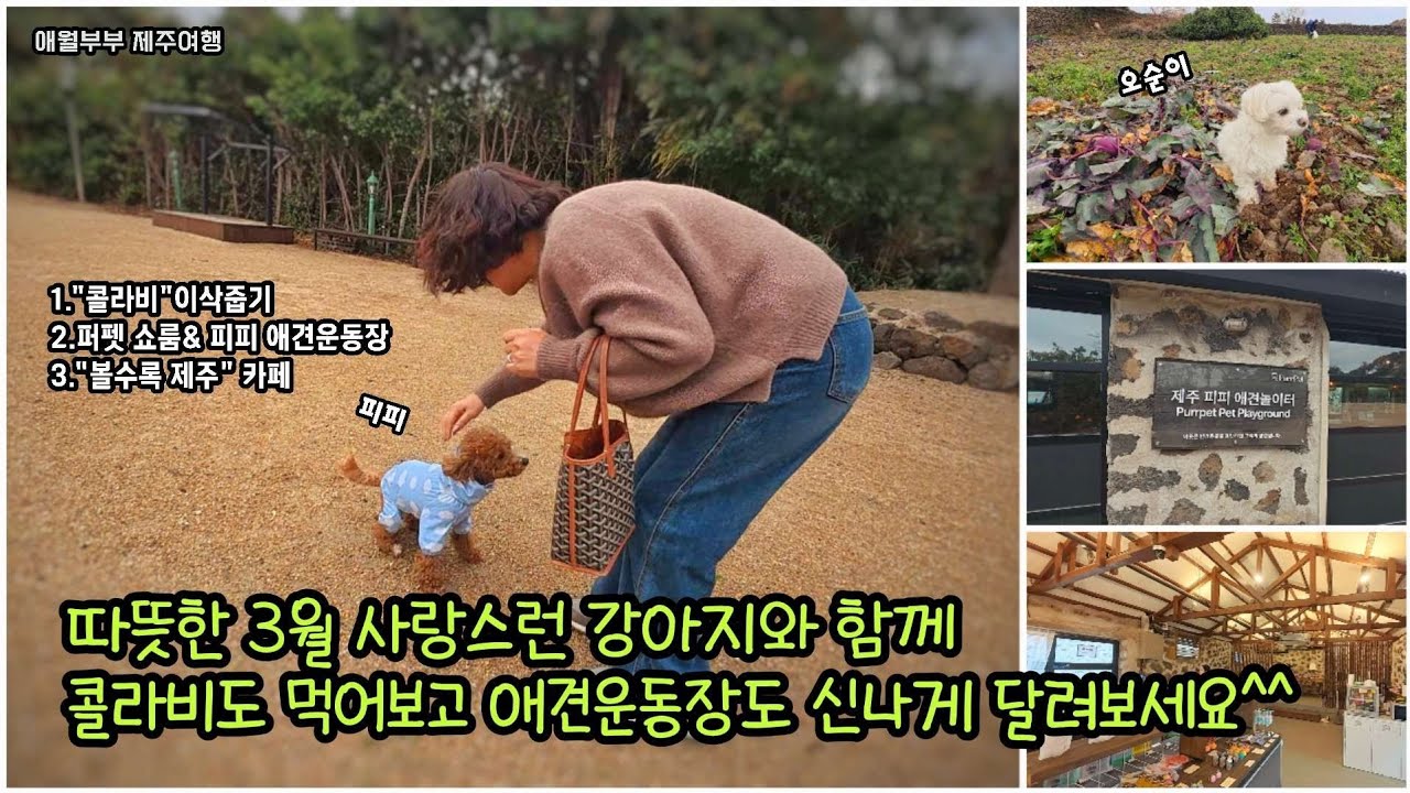 제주여행 no.129/사랑스런 강아지와 제주여행 여기는 어떤가요?[퍼펫쇼룸&피피애견운동장]/제주특산물