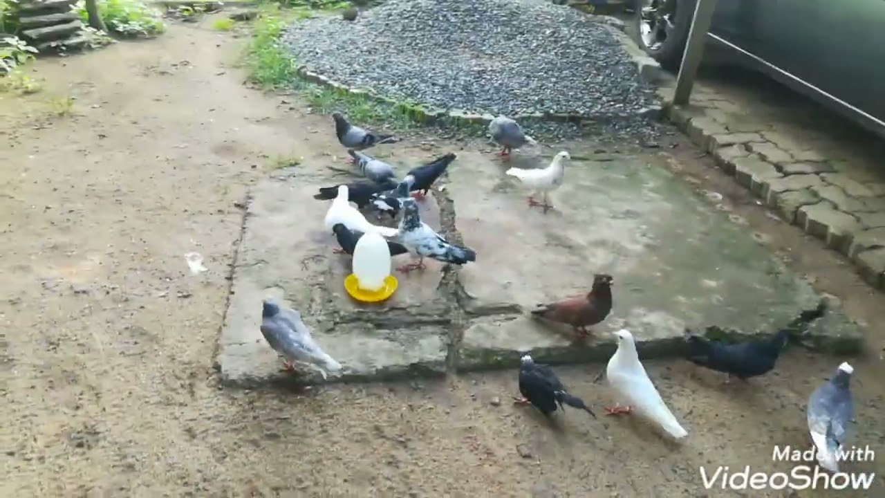 පරවියන්ට කෑම දෙන්නේ එකම බාජනයකද නැත්නම් මරු කරද,කෑම දෙන්නේ වෙලාව හරියටම දැනගන්න /My pigeon 😁😁😁🕊️🕊️🇱🇰