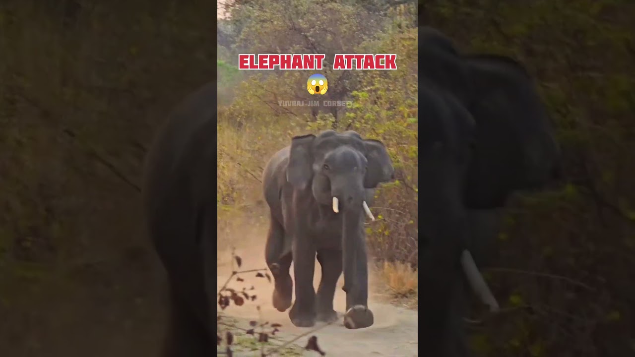 TUSKER ELEPHANT ATTACK 😳 #yuvrajjimcorbett #wildlife #tuskerattack