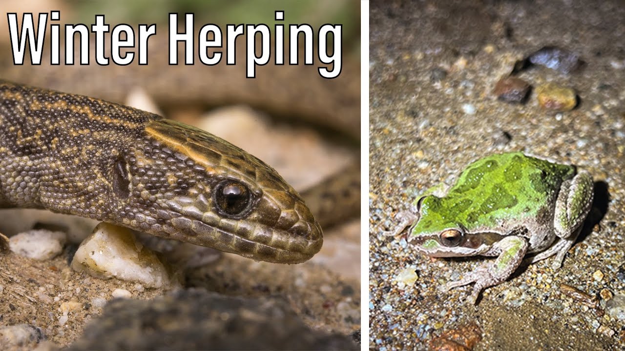 Winter Herping! Rare Lizards, frogs, and more!