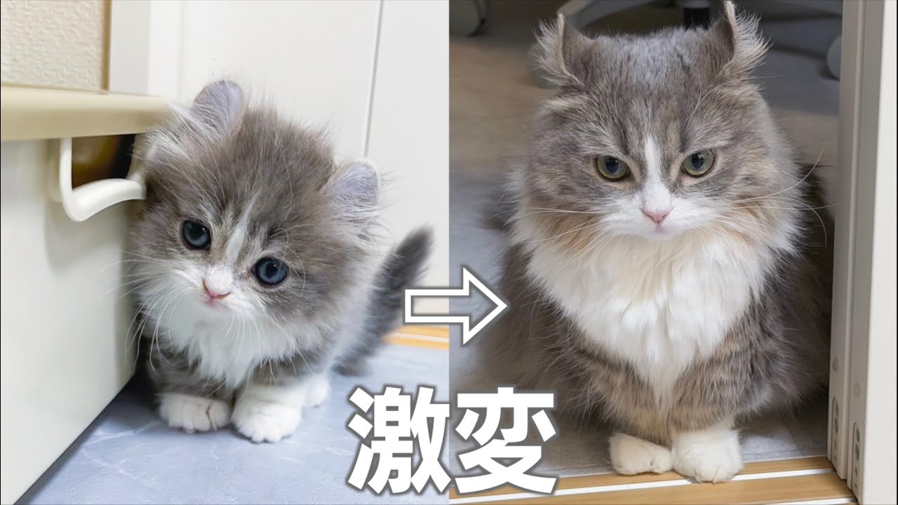 子猫をお迎えしてから1年が経ちました。