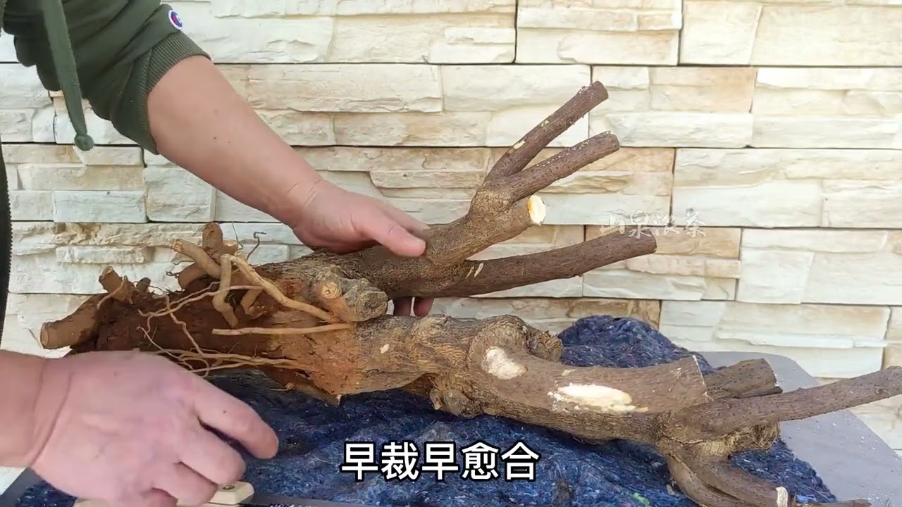 How to Choose and Cut Down Piles? How to Plant and Grow Faster下山樁怎樣取捨裁剪，怎樣種養成活更快