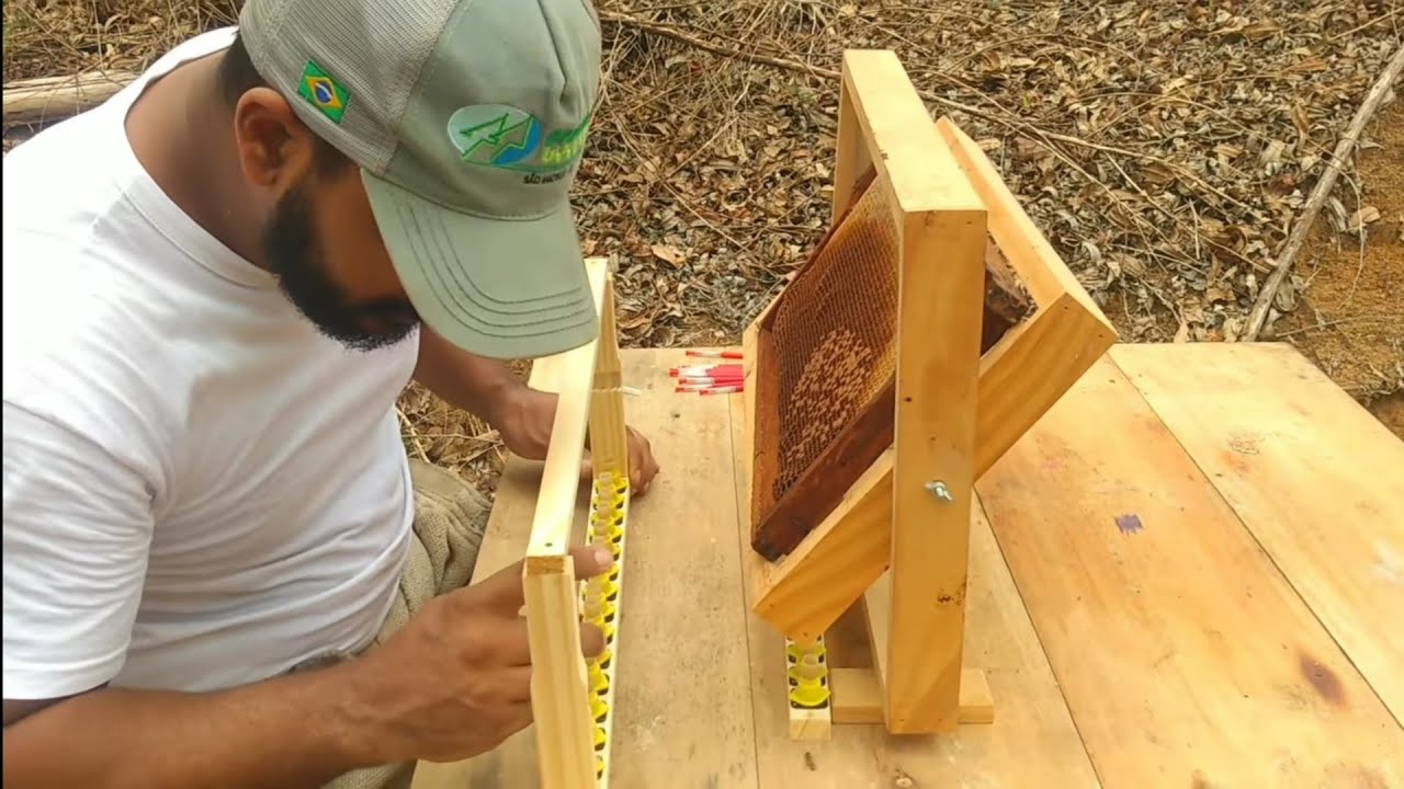 Como fazer a transferência de LARVAS / produção de rainha - 4° Passo🐝🐝🐝