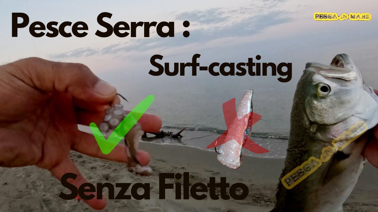 Surfcasting: Pesce Serra Senza Trancio, Come fa Pesca in Mare