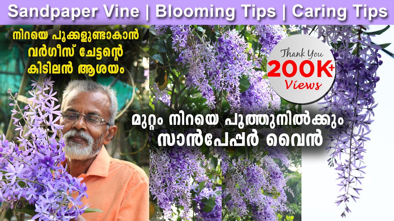 മുറ്റം നിറയെ പൂത്തുനിൽക്കും സാൻപേപ്പർ വൈൻ | Sandpaper Vine Blooming & Caring Tips