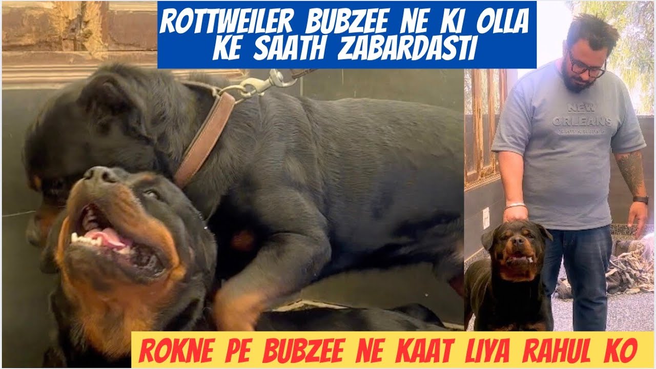 Rottweiler Bubzee Ne Kari Ollie Ki Saath Zor Zabardasti: Rokne Pe Kaat Khaaya Rahul Ko Hi