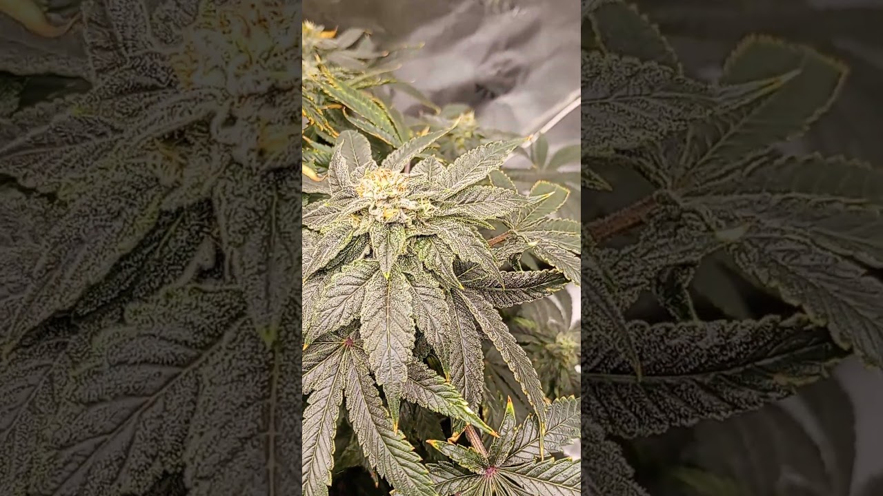 Brothers Grimm Seeds - Rickys Hash Plant. Day 51 of flower