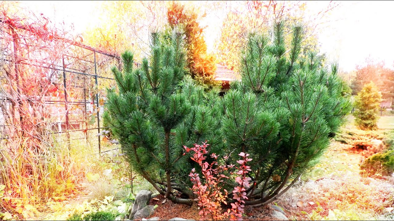 Сосна горная PINUS MUGO. Обрезка. Эксперимент с почками.