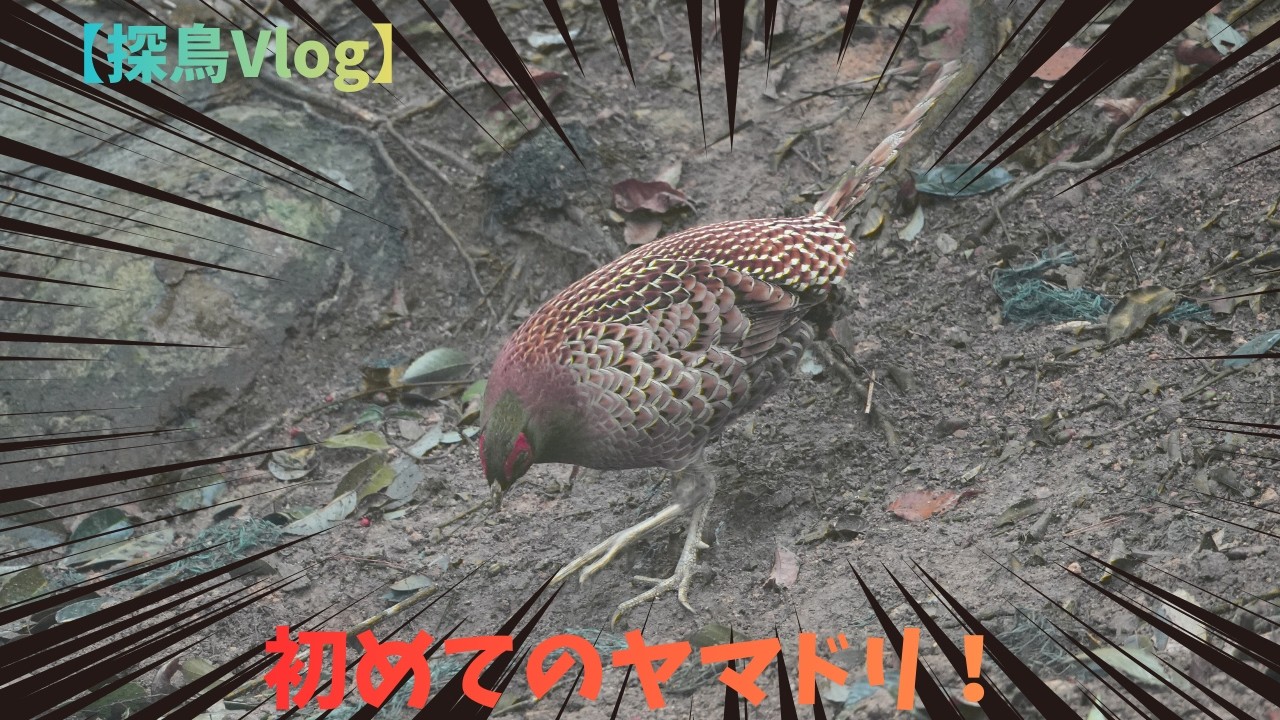 【探鳥Ｖｌｏｇ】初めてのヤマドリとの出会い