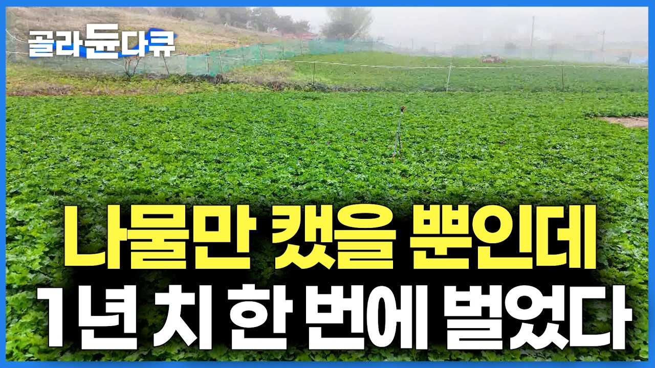 봄 한철 벌어서 1년 먹고 산다. 45가구 뿐인 섬마을 효자 나물의 정체｜한국기행｜#골라듄다큐