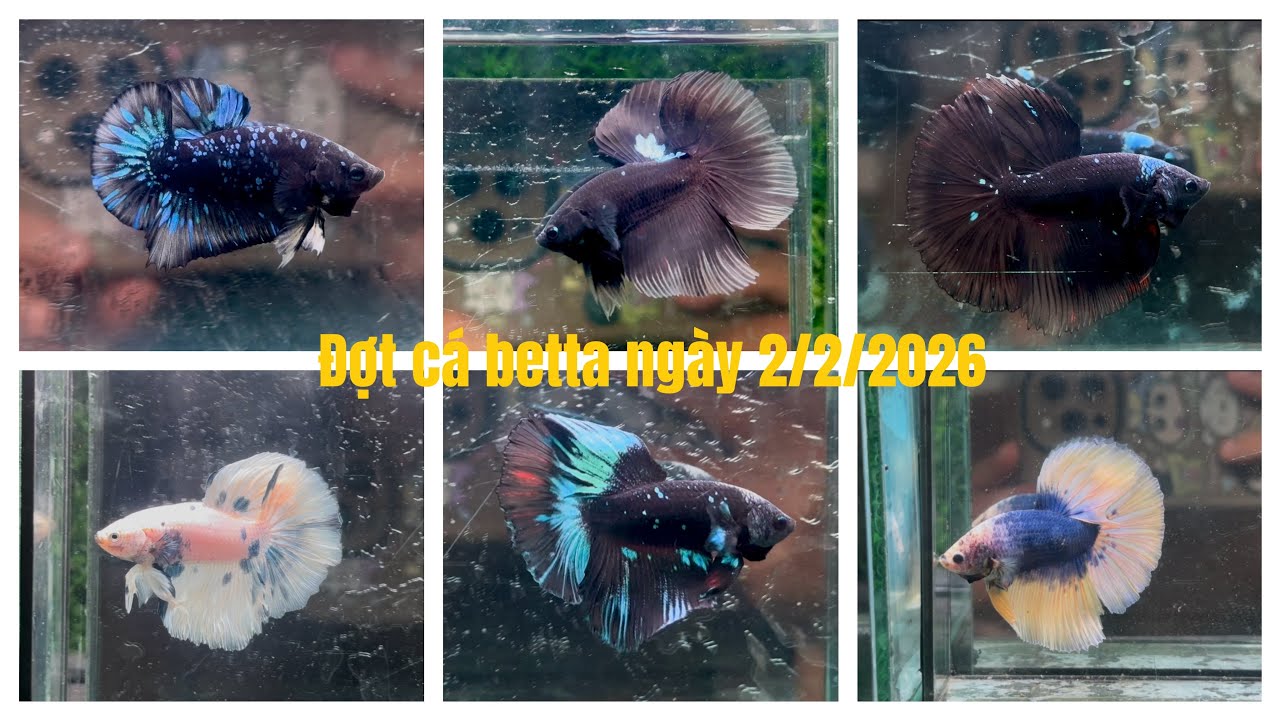 Đợt cá bett ngày 2/2/2026🐠Black blue yellow pk..Blakck blue halfmoon.. Betta hm đa sắc.. Mable HM….