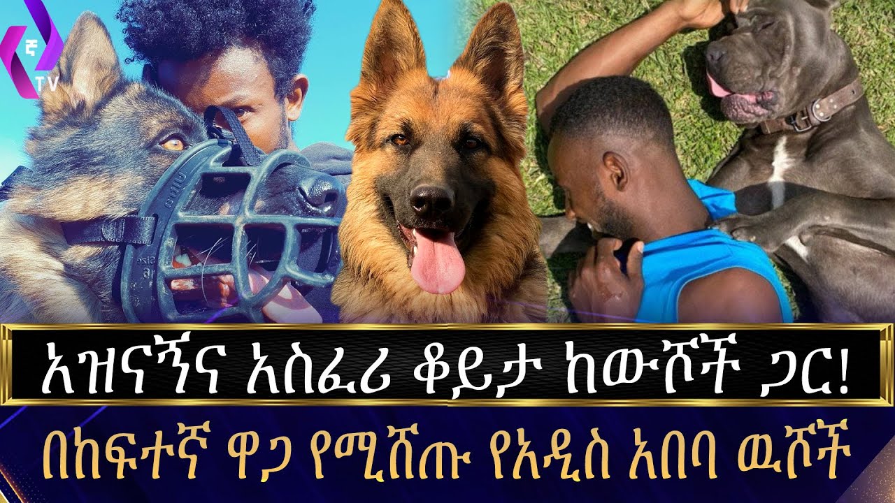 አዝናኝና አስፈሪ ቆይታ ከውሾች ጋር! በከፍተኛ ዋጋ የሚሸጡ የአዲስ አበባ ዉሾች | Dogs | Addis Abeba| Ethiopia