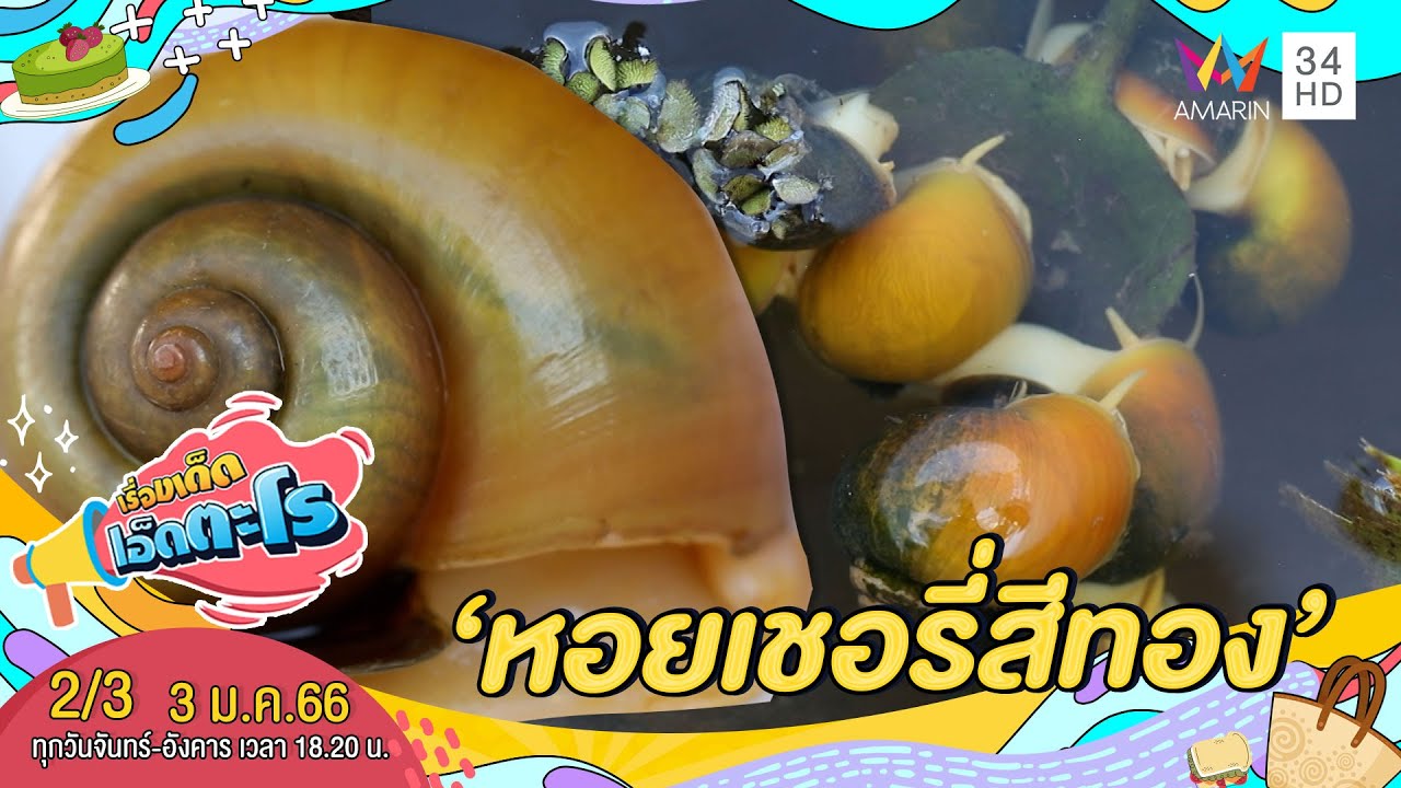 วิธีเลี้ยง 'หอยเชอรี่สีทอง' | เรื่องเด็ดเอ็ดตะโร | 3 ม.ค.66 (2/3)