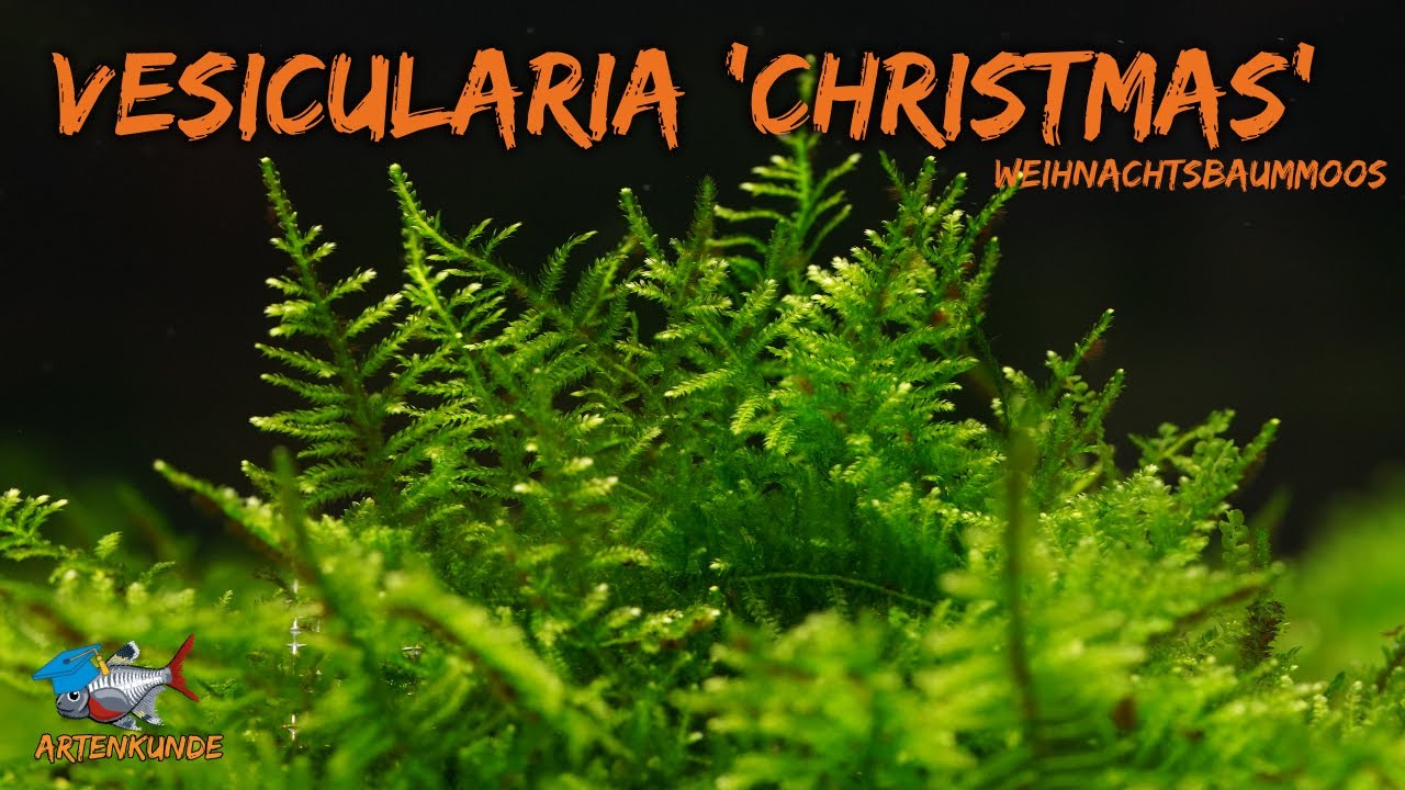 Weihnachtsbaummoos - Vesicularia 