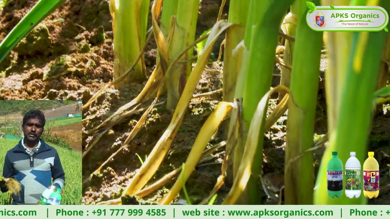 [ Малаялам ] Онлайн-фермер по выращиванию чеснока г-н Рамеш дает отзыв о нашей продукции