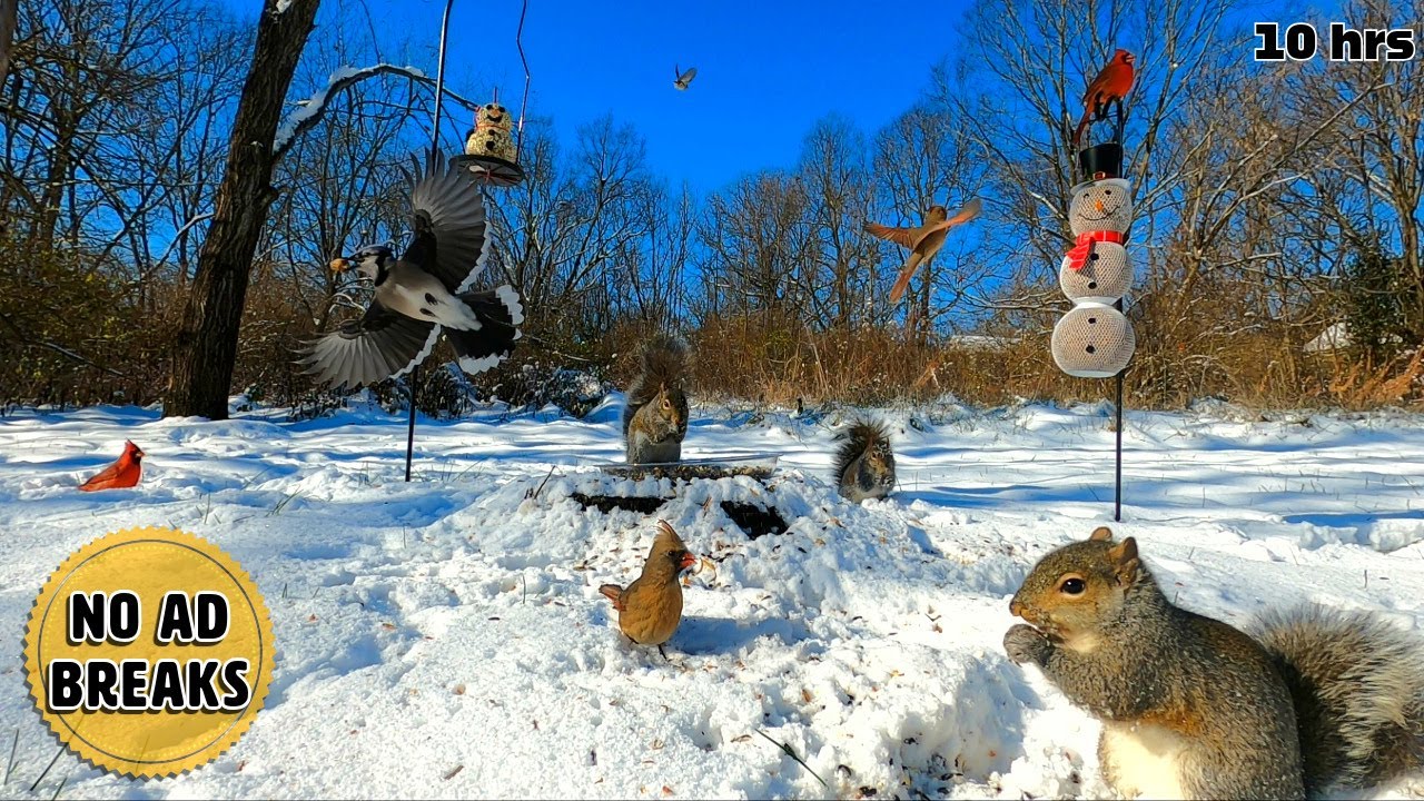 10 Hours - No Ad Breaks | Cat & Dog TV | Cardinals, Blue Jays & Squirrels in the Snow 🌨️❄️