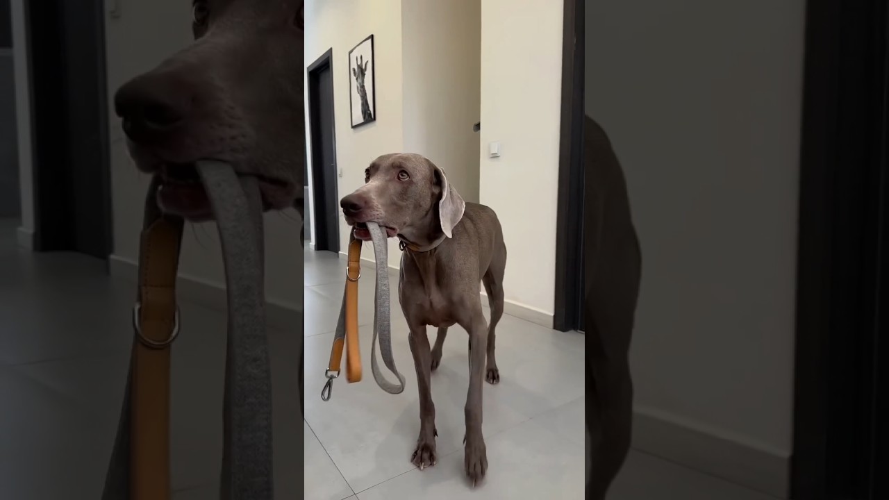 manvi monu ko aakela gher chodkar chali gyi#dog #shorts #cat