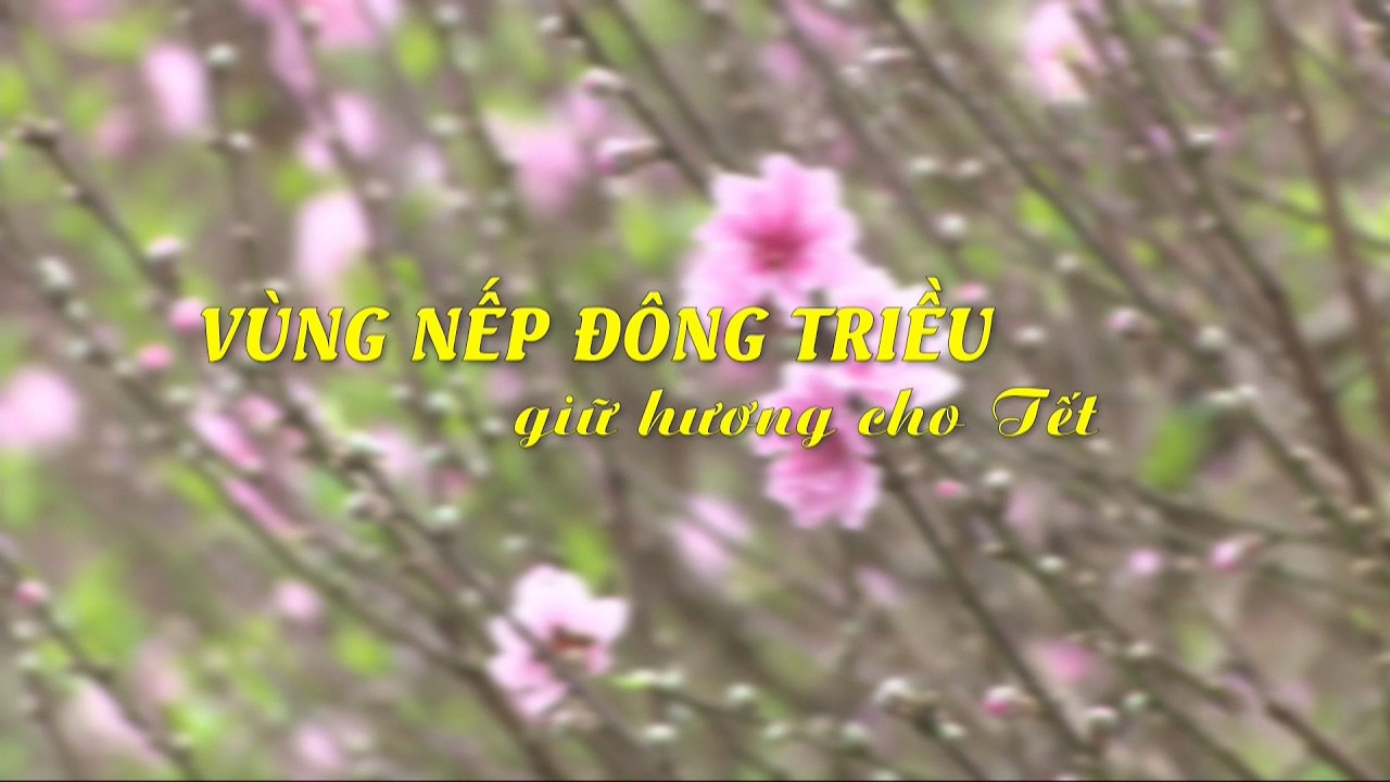 Vùng nếp Đông Triều giữ hương cho Tết