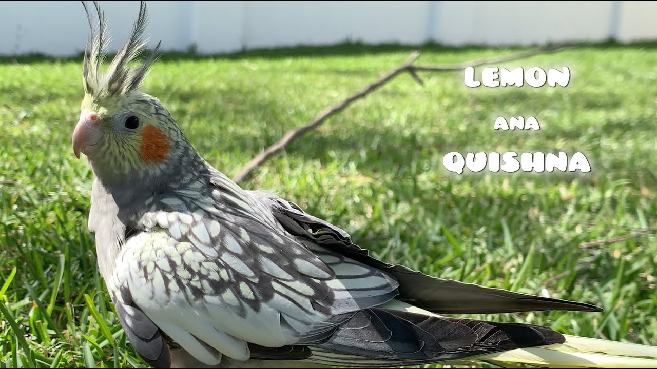 Cockatiel Ana Looking For Tree Branches to Make a Standing Pole