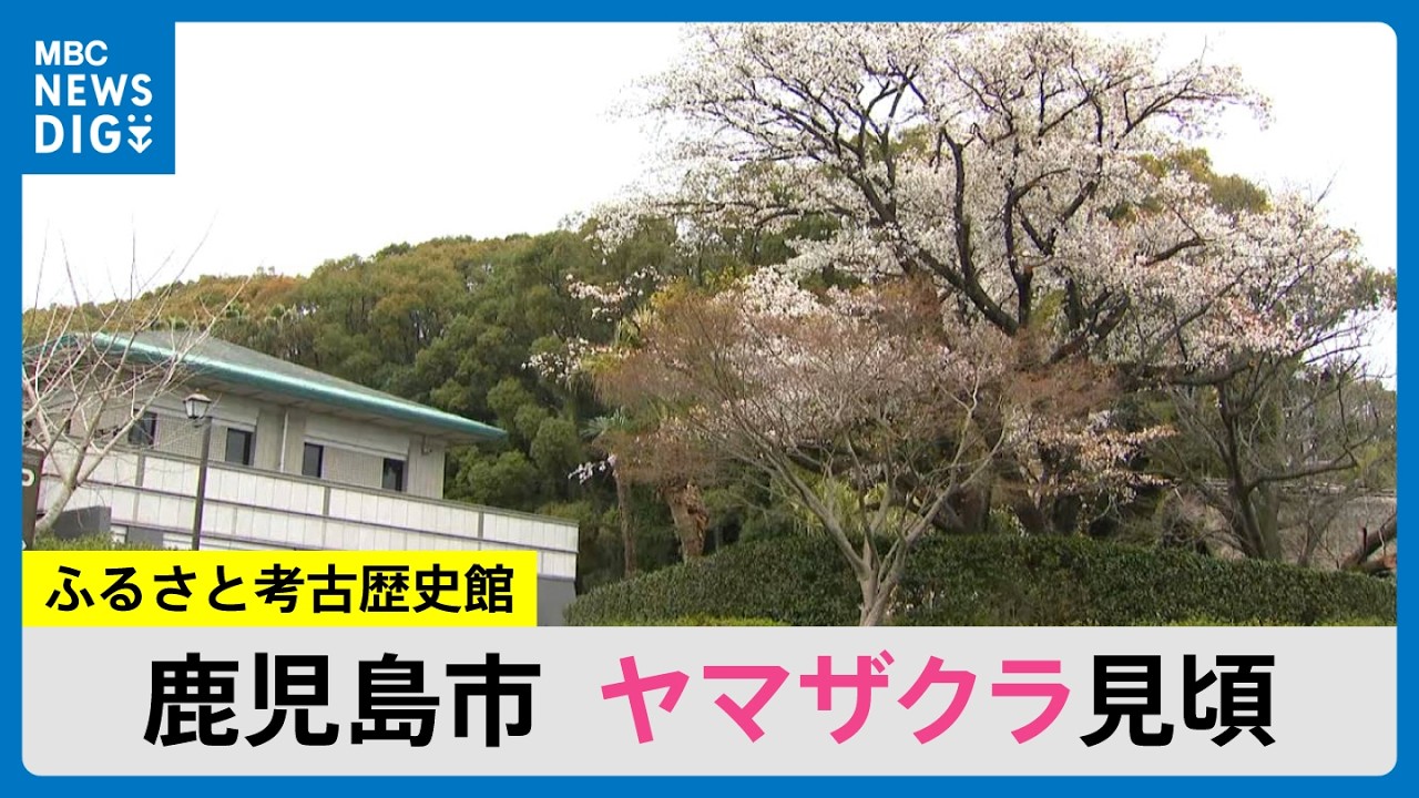 鹿児島市でヤマザクラが満開　慈眼寺公園のソメイヨシノは来週から見ごろに(MBCニューズナウ 2026年3月17日放送）