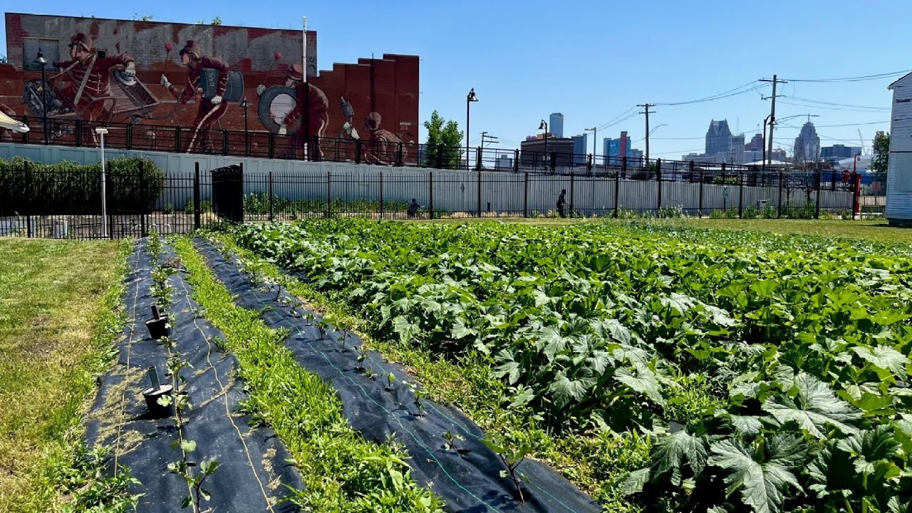 Keep Growing Detroit on Live in The D