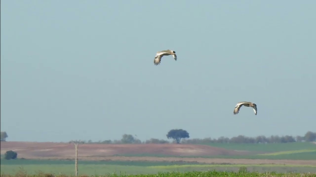 Vídeo  Esteparias I  Biomaratón CNC Villafruela Burgos 2025