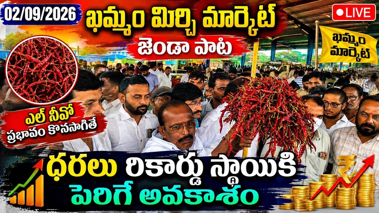 02/09/2026 khammam mirchi market price khammam mirchi market today #dharalu #mirchi#mirchiratetoday
