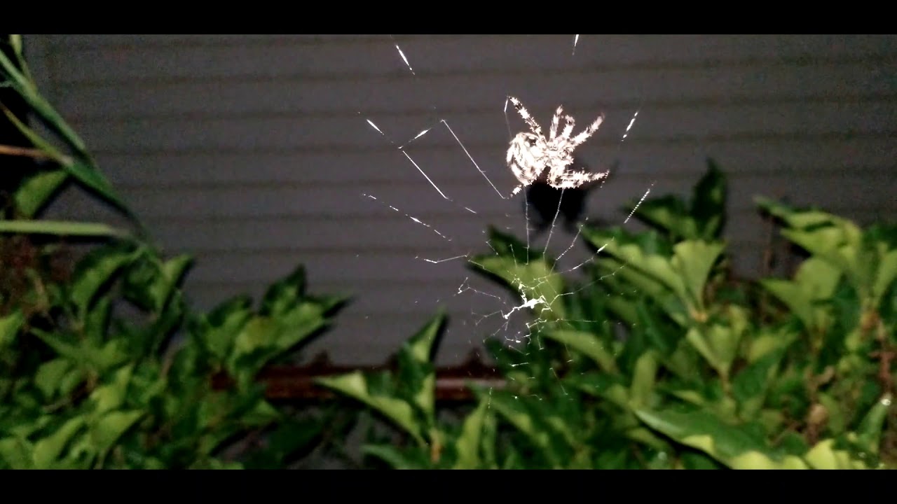 Furrow Orb-Weaver (Larinioides Cornutus) Spinning a Giant Web!