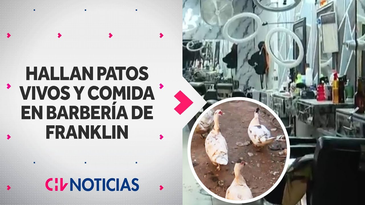Hallan patos vivos, carros y alimentos en barbería que era usada de fachada para delitos en Franklin