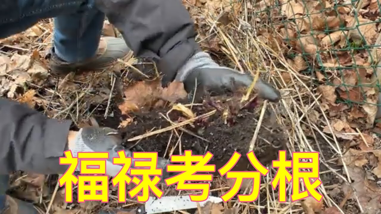福禄考 - 春季分根 - 居然这么简单