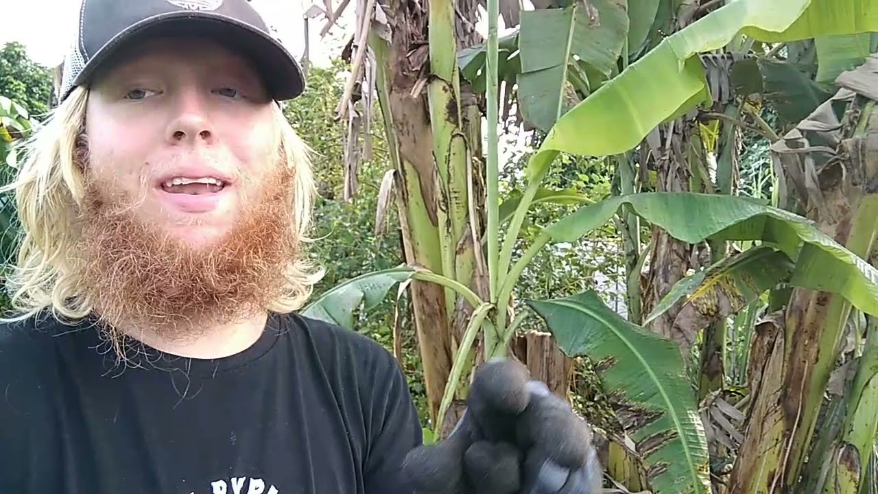 Banana Mat Maintenance