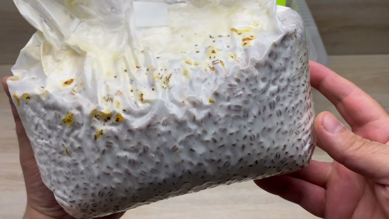 Pilze züchten für Anfänger ( unsteril ) Teil 1