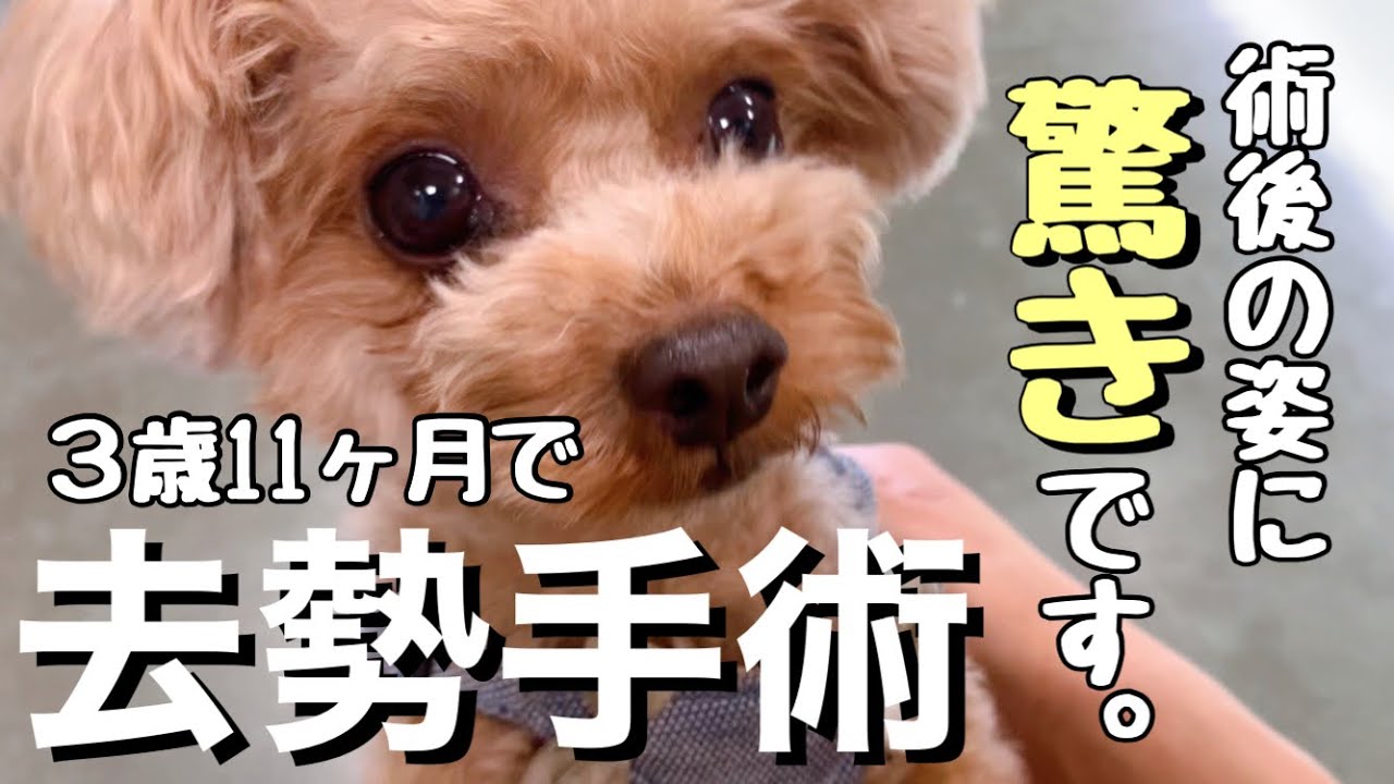 【去勢手術に踏み込みました！】去勢後の姿に驚きです！！！