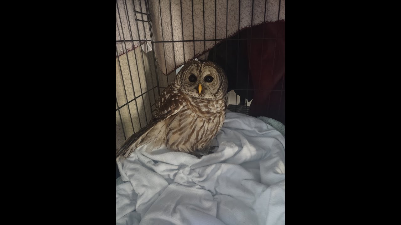 A Week with a Barred Owl: Rehab & Recovery