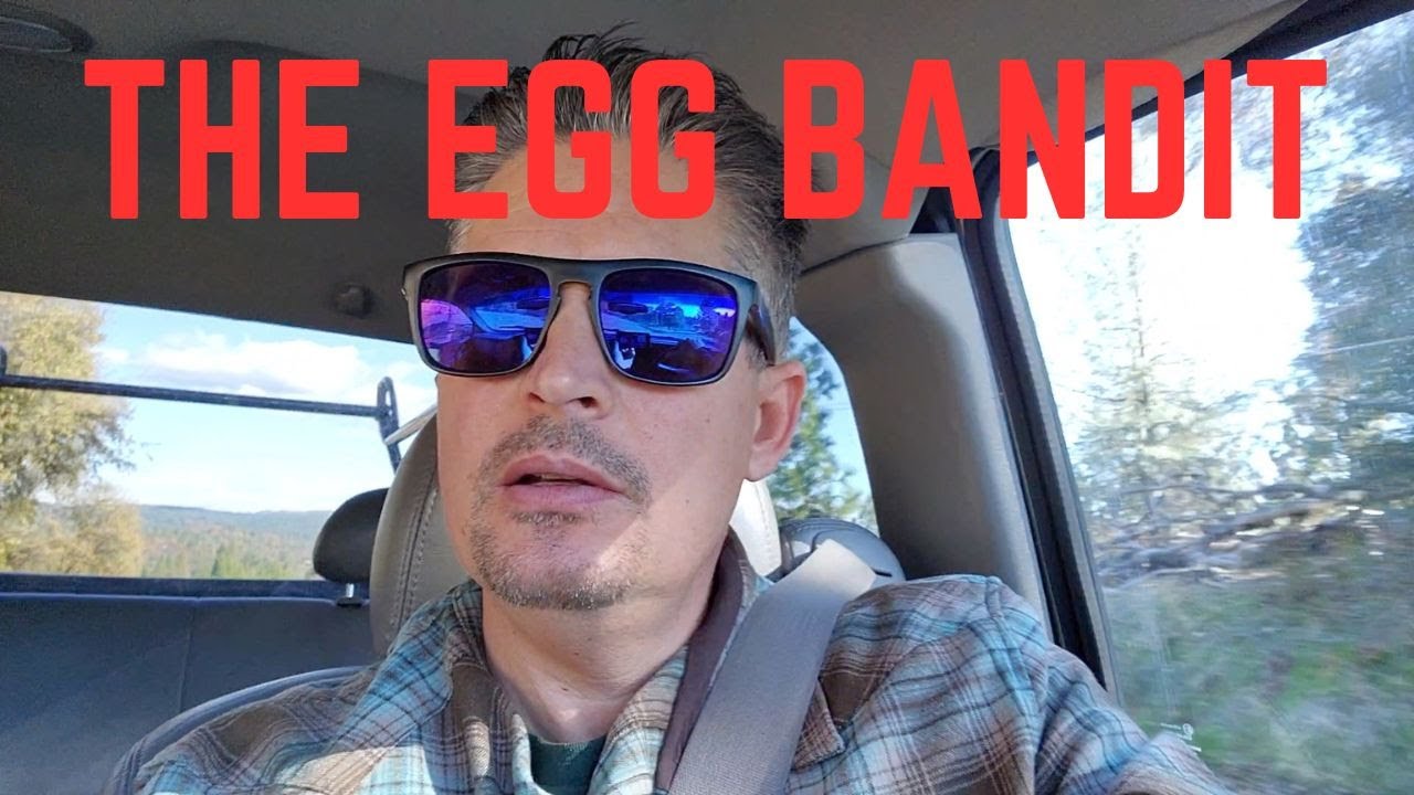Will We Catch The Egg Thief? ( 5 Dozen Eggs Stolen Help! )