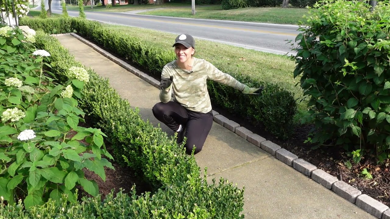 Planting a Boxwood Instant Hedge & Laying a Brick Runner / Hydrangea Front Yard Landscaping