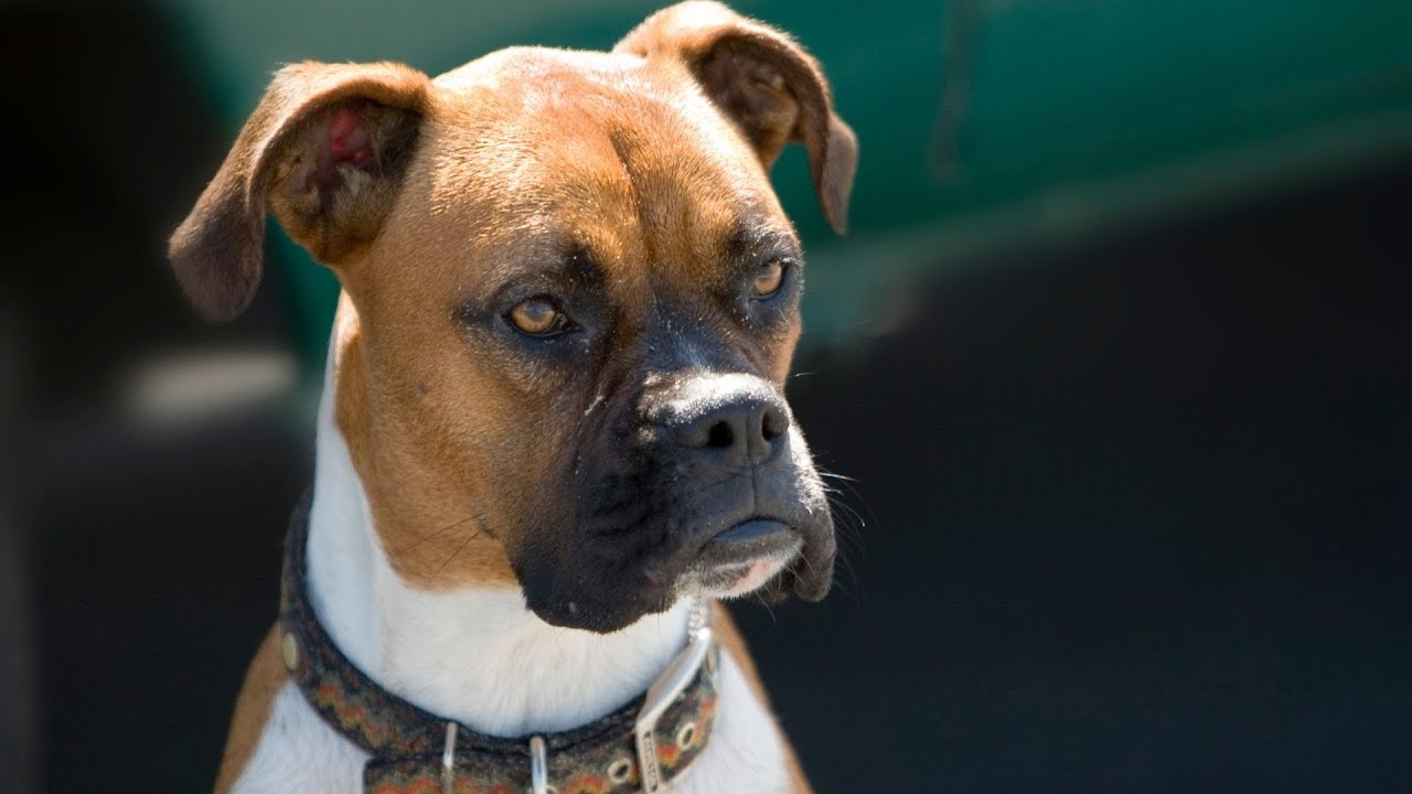 Boxer Dog and the Tennis Ball Fetching Fun, Furry Teammates!