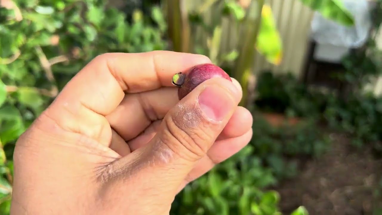 You Need to Grow the Strawberry Guava Tree