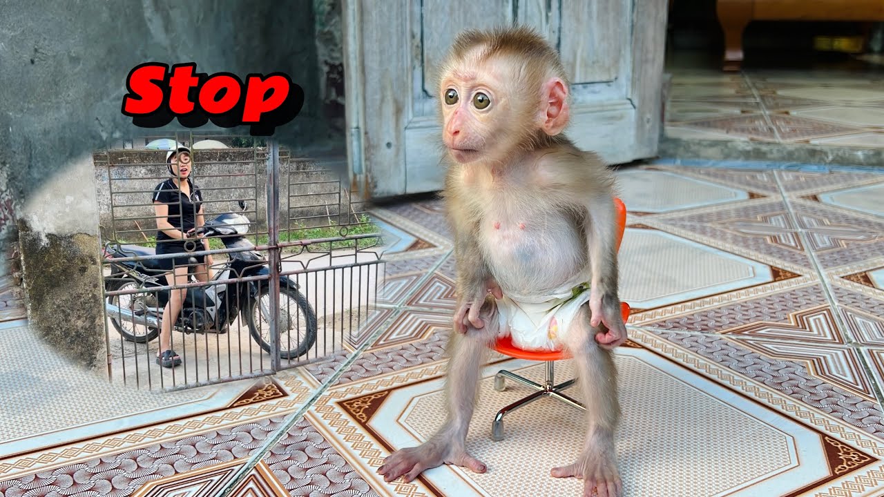 Baby monkey Tina helps her mother guard the house to prevent strangers from entering