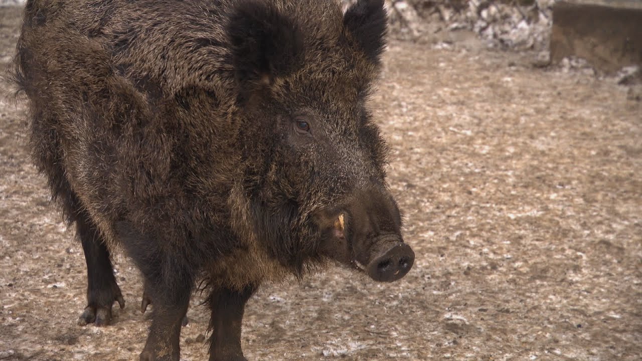 Dziki coraz śmielej wchodzą do miast. „Nie unikniemy trudnych decyzji” (UWAGA! TVN)
