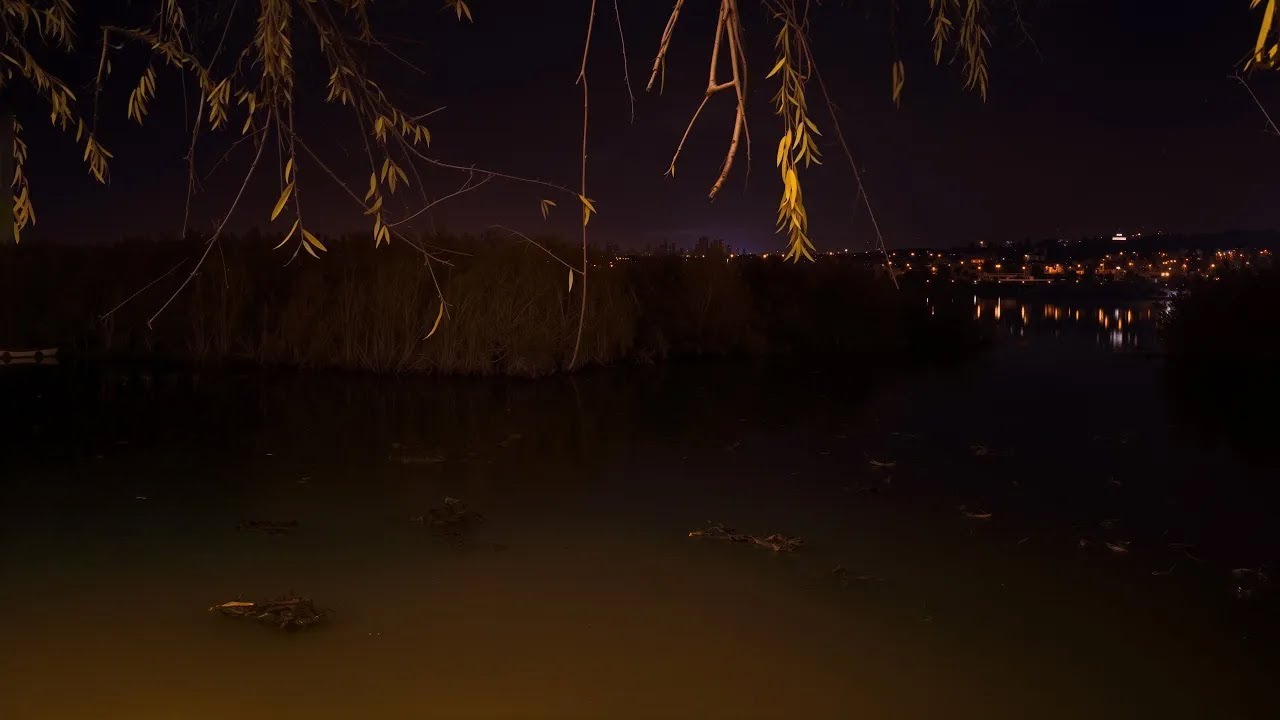 Midnight by the Lake: Reeds & City Lights