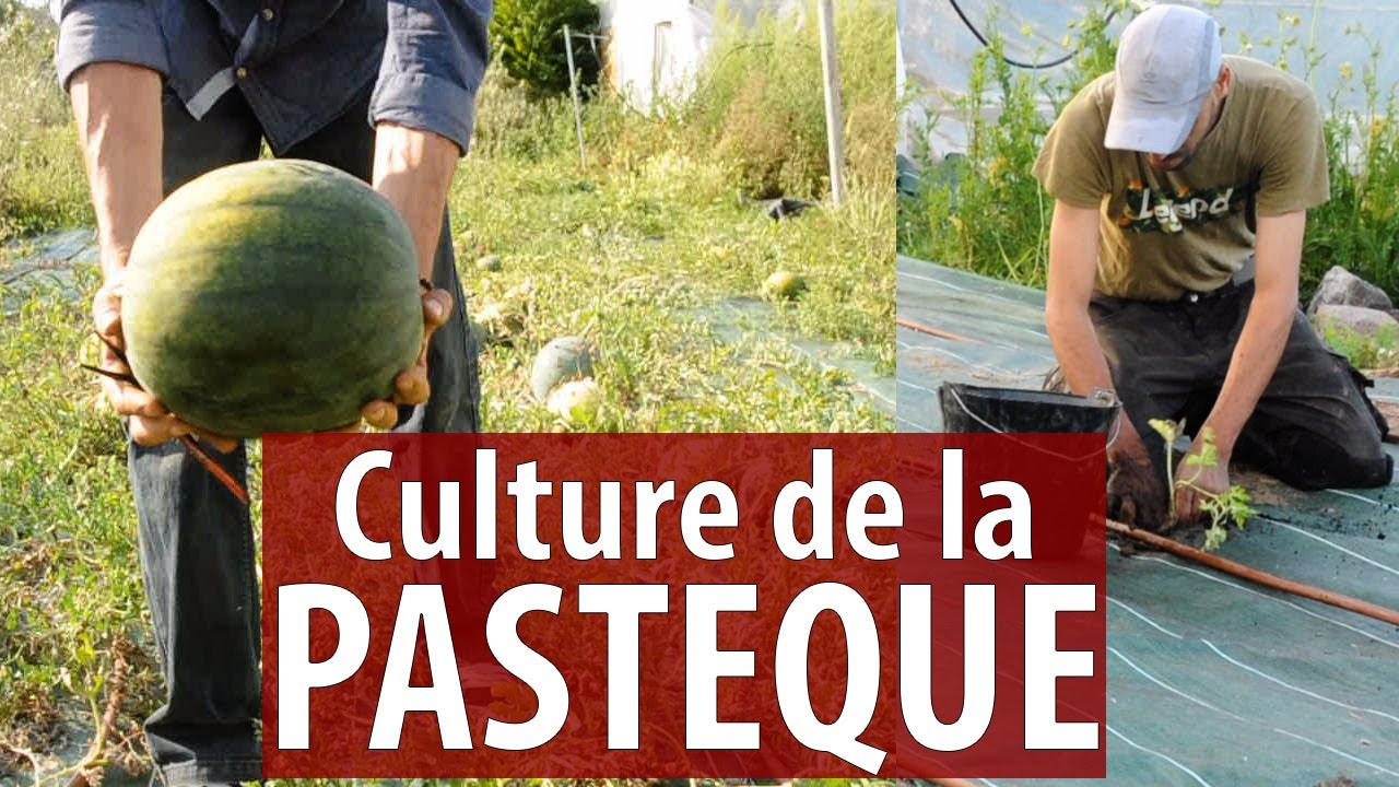 Guide Complet de la Culture de la pastèque 🍉: Variétés et dates de Semis, Plantation et Récolte